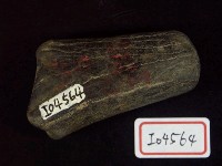 藏品(鹿角基部)的圖片